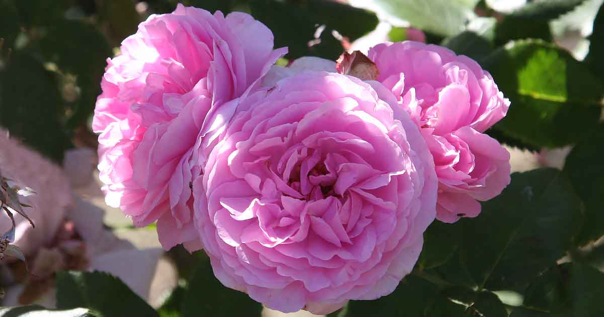 Bourbon Rose 'Louise Odier'