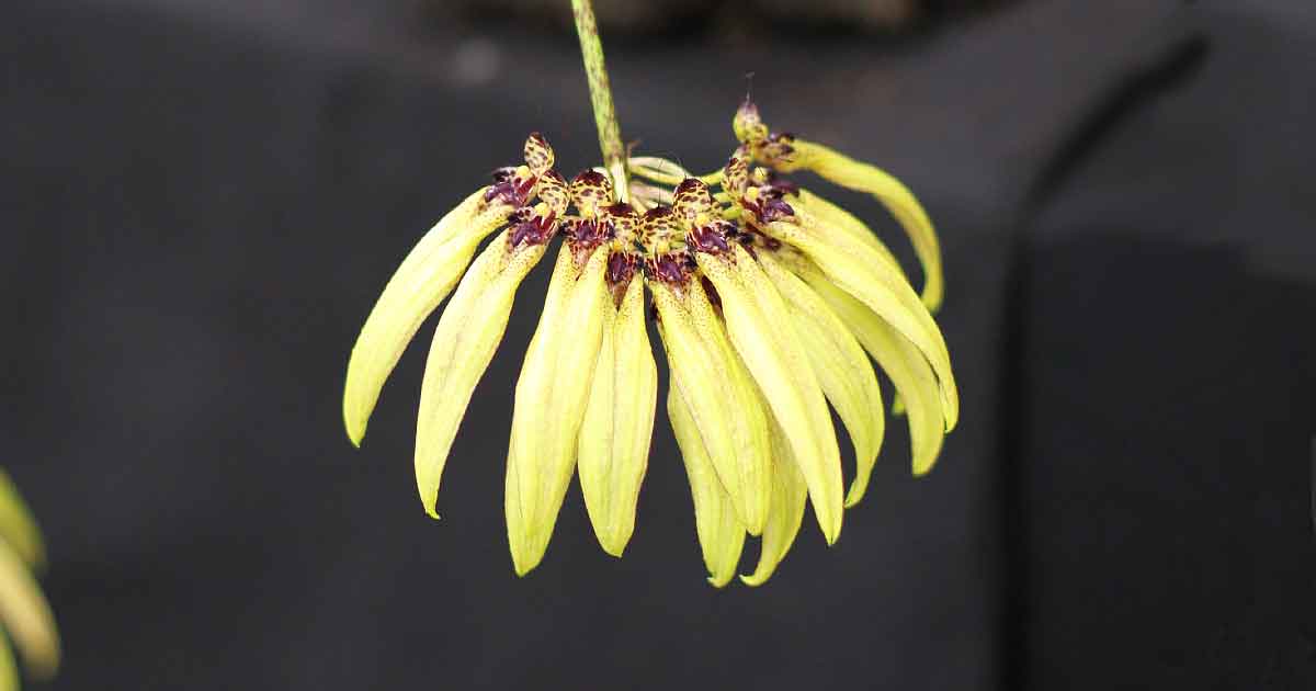 Bulbophyllum Orchid