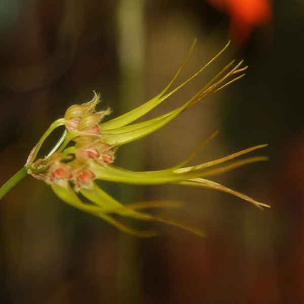 Bulbophyllum setaceum