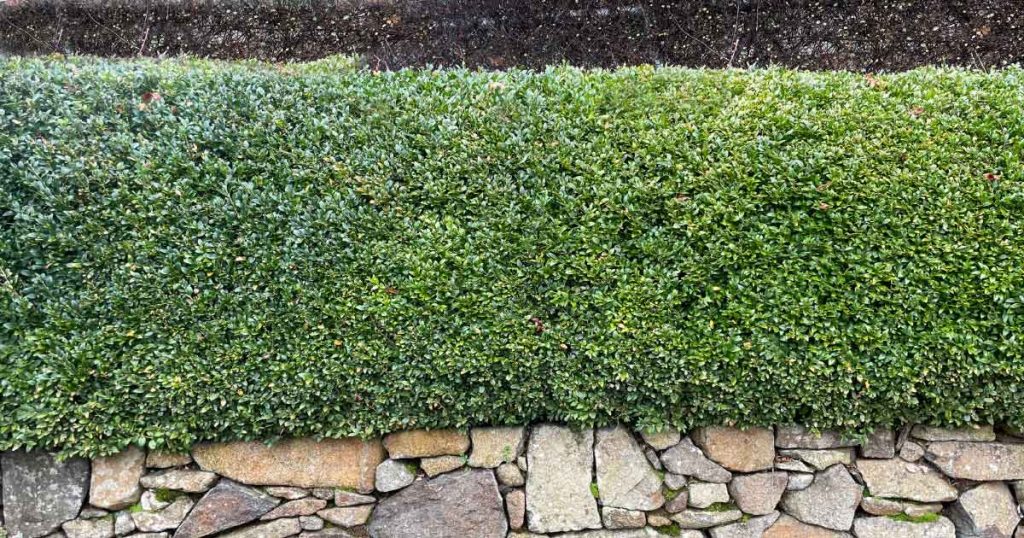 Buxus Plants