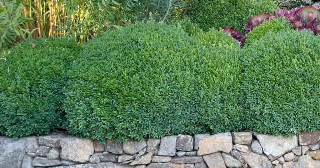 Buxus For Hedging or Topiary