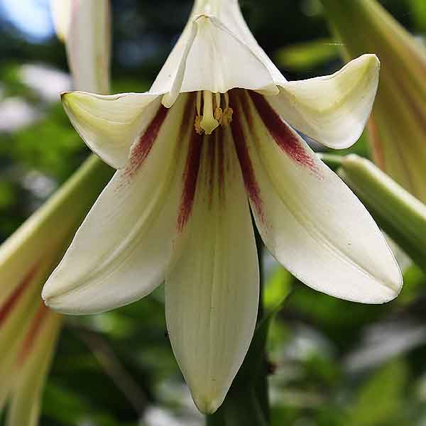 Cardiocrinum giganteum (Flower Detail)