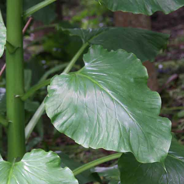 Cardiocrinum giganteum (Foliage)