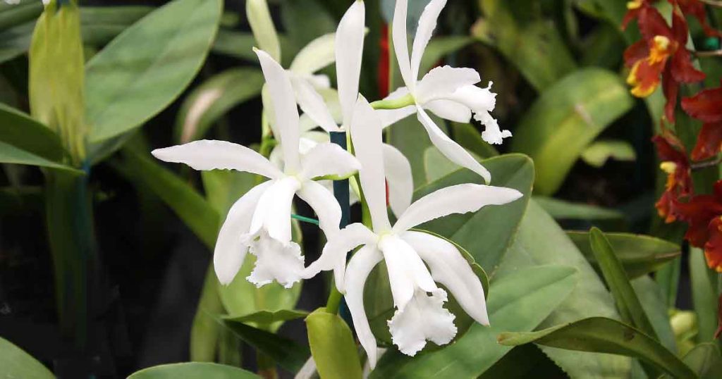 Cattleya Orchid
