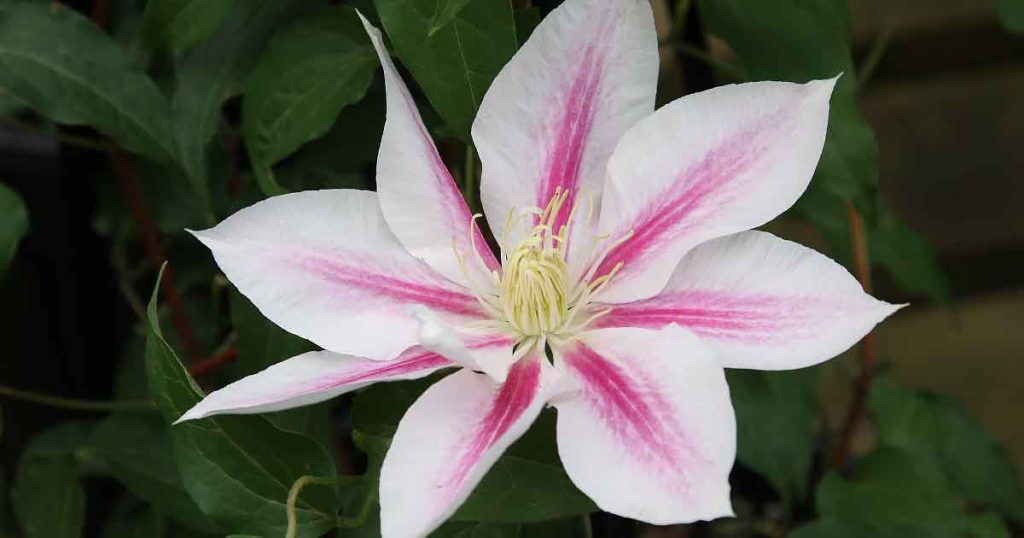 Clematis Flower
