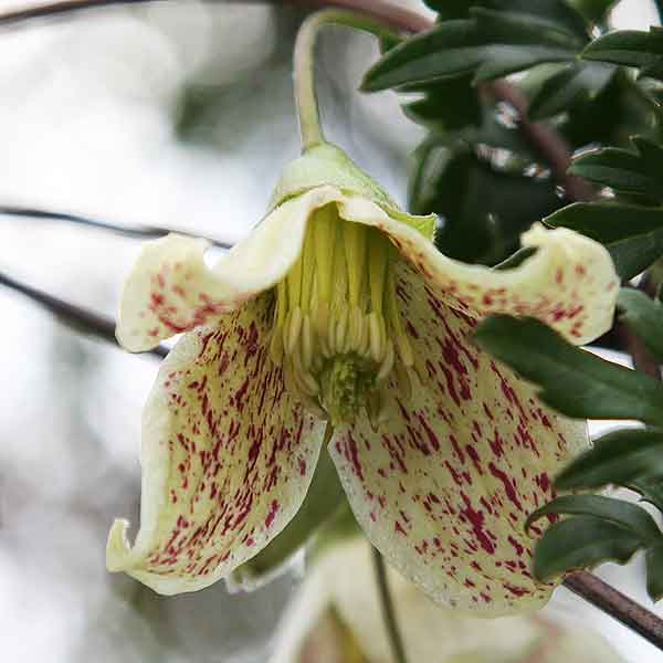 Clematis cirrhosa var. balearica