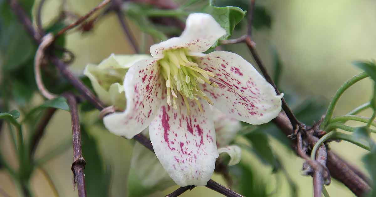 Clematis cirrhosa var. balearica 'Freckles'