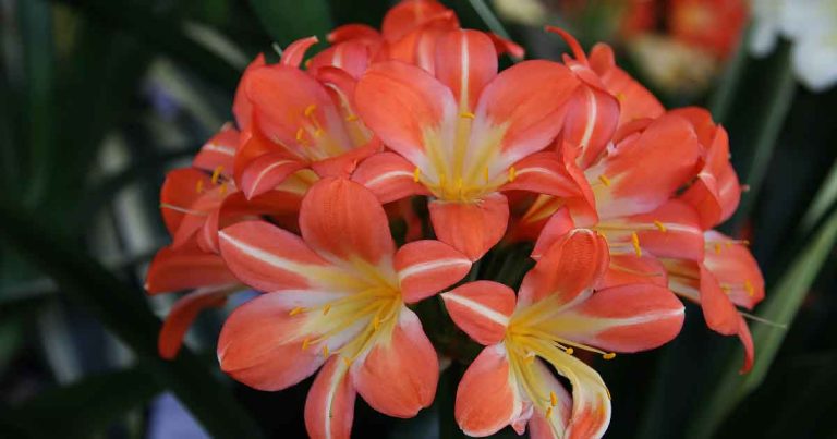 Clivia miniata