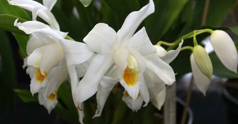 Coelogyne mooreana