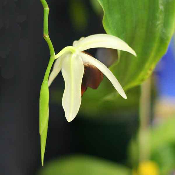 Coelogyne usitana