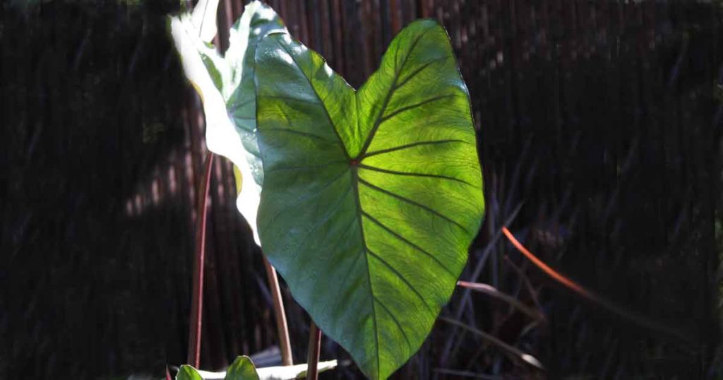 Colocasia antiquorum