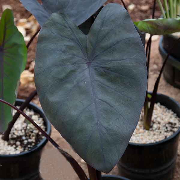 Colocasia 'Black Magic'