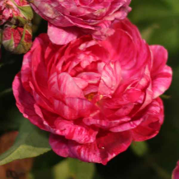 Bourbon Rose 'Commandant Beaurepaire'