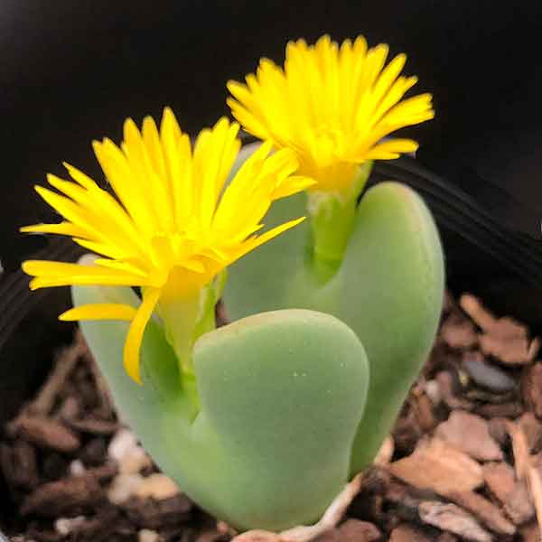 Conophytum bilobum