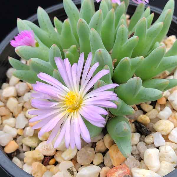 Conophytum blandum