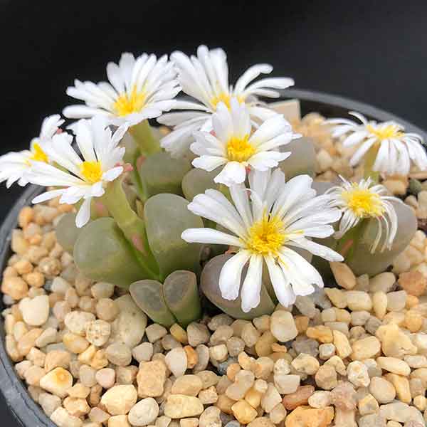 Conophytum trunctum Outdshoorn