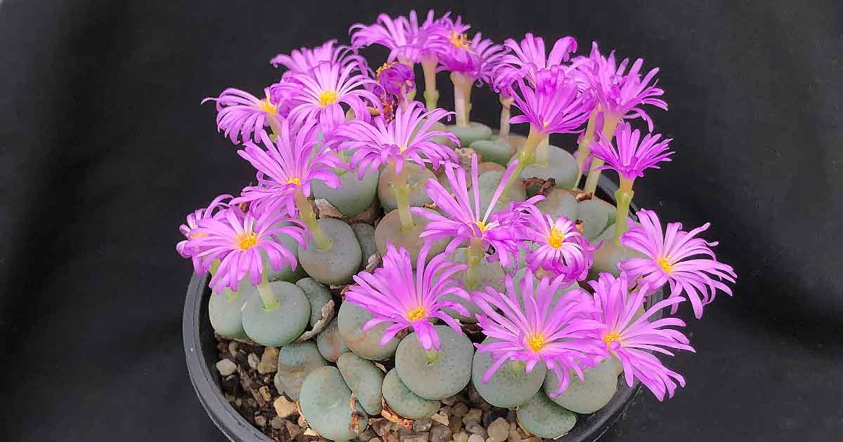 Conophytum species in Flower