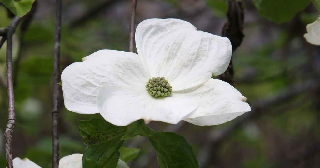 Cornus x Eddies White Wonder