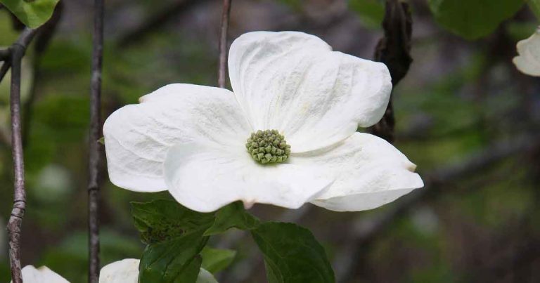 Cornus x Eddies White Wonder