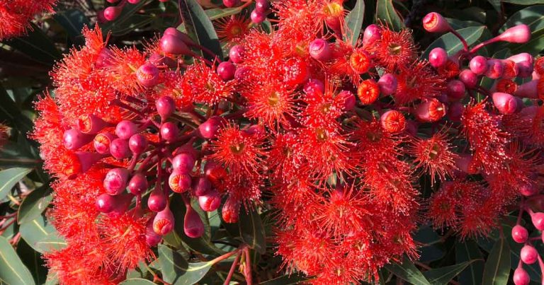 Corymbia ficifolia - Red Flowering Gum