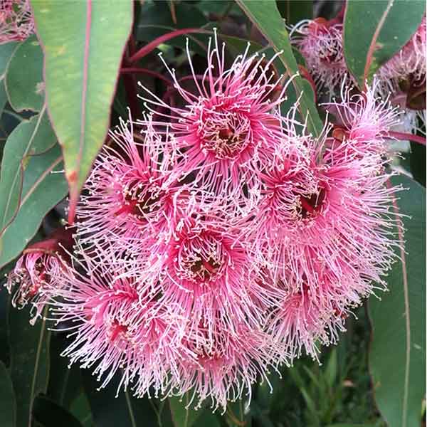 Corymbia Ficifolia - The Red flowering gum | NurseriesOnline USA