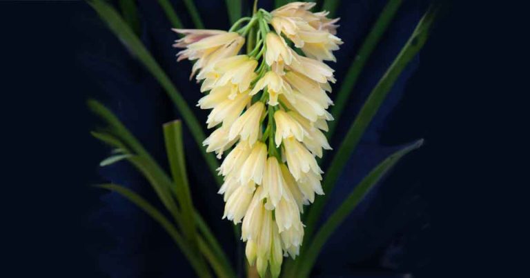 Cymbidium elegans