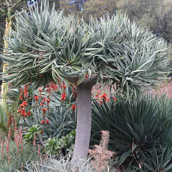 Dracaeana draco - Dragon Tree