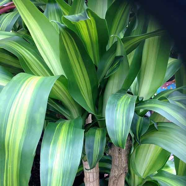 Dracaena fragrans Massangeana