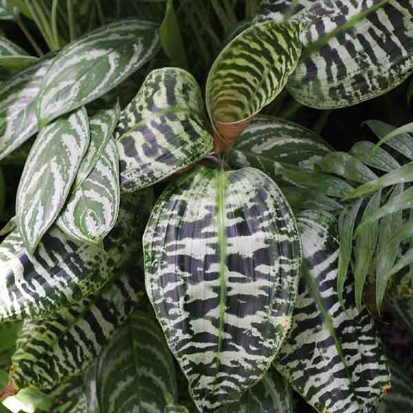 Dracaena goldieana