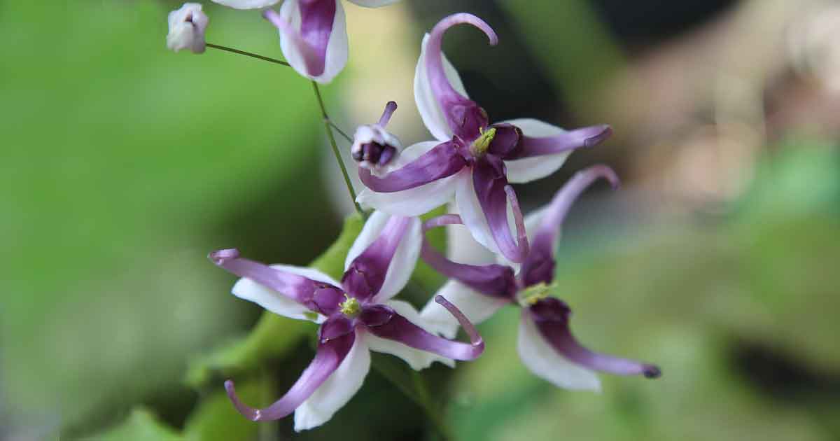 Epimedium acuminatum