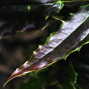 Epimedium wushanense - Foliage