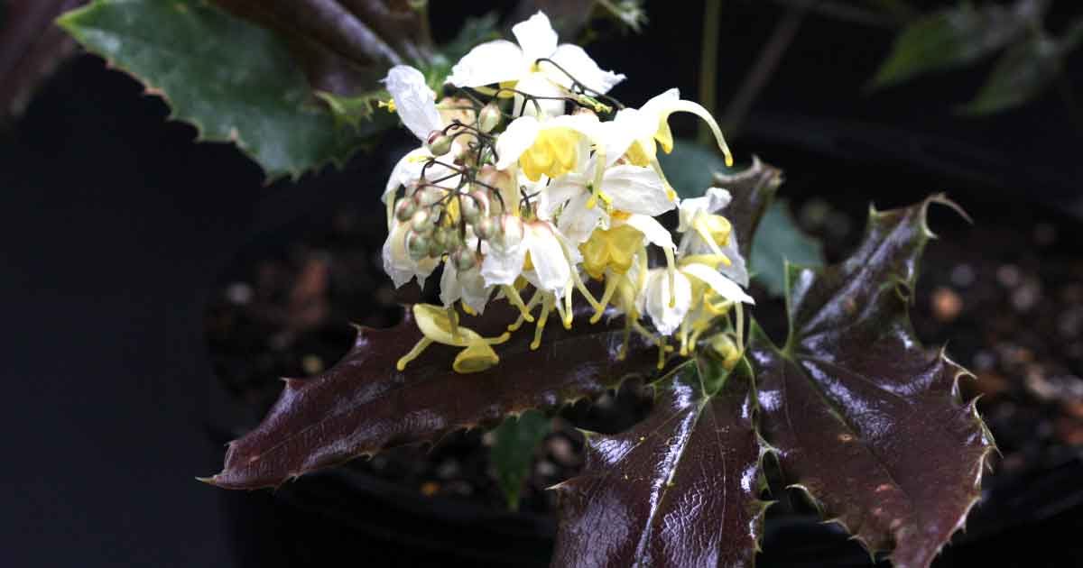 Epimedium wushanense -Spiny Leaf Form