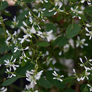 Euphorbia 'Diamond Frost'