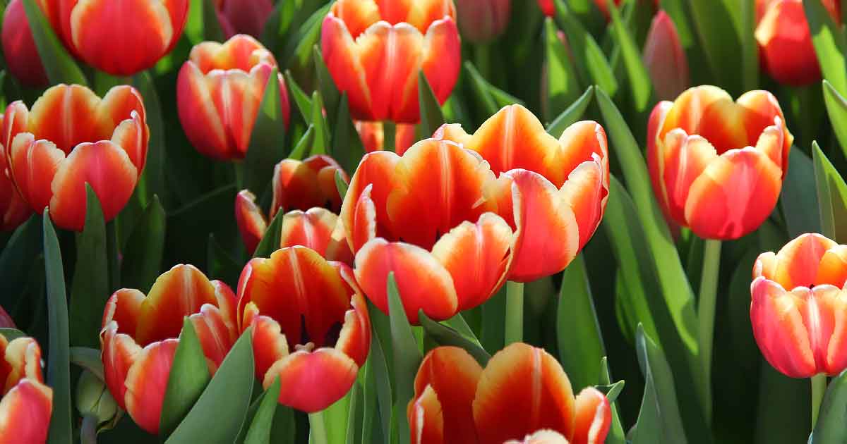 Popular Flowering Bulbs