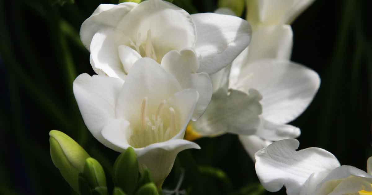 White Freesia - Spring Flowering Bulb