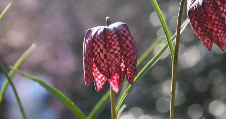 Fritillaria meleagris