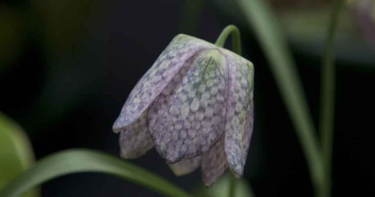 Fritillaria meleagris 'Saturnus'