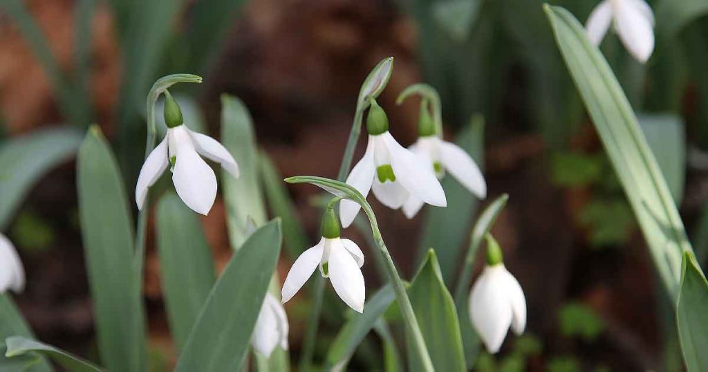 Galanthus (Snowdrop) Flowers