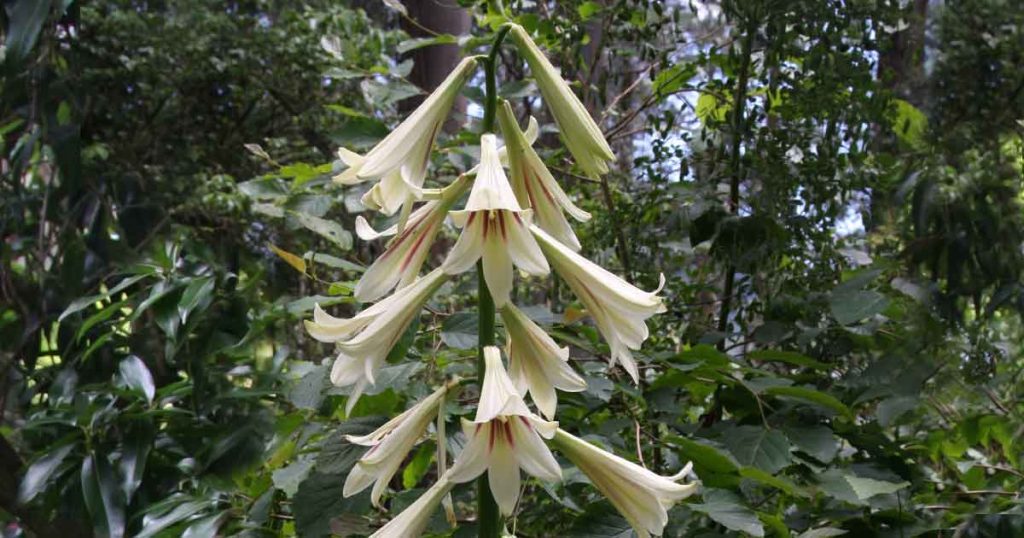 Cardiocrinum giganteum - Giant Himalayan Lily