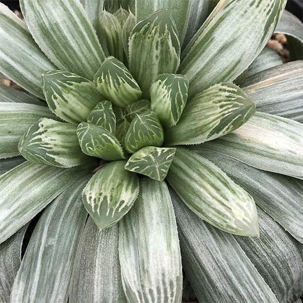 Haworthia cooperi 'Silver Swirls'