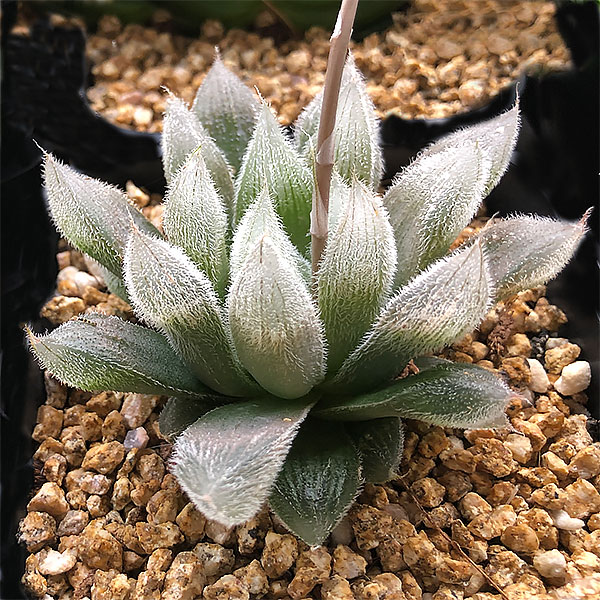 Haworthia cooperi var. venusta