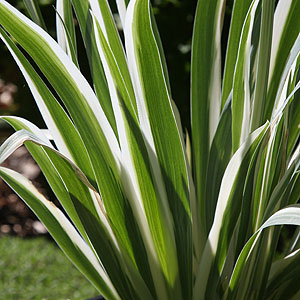 Iris Pallida variegata - Foliage