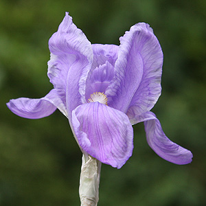 Iris Pallida variegata