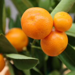 Kumquat Tree