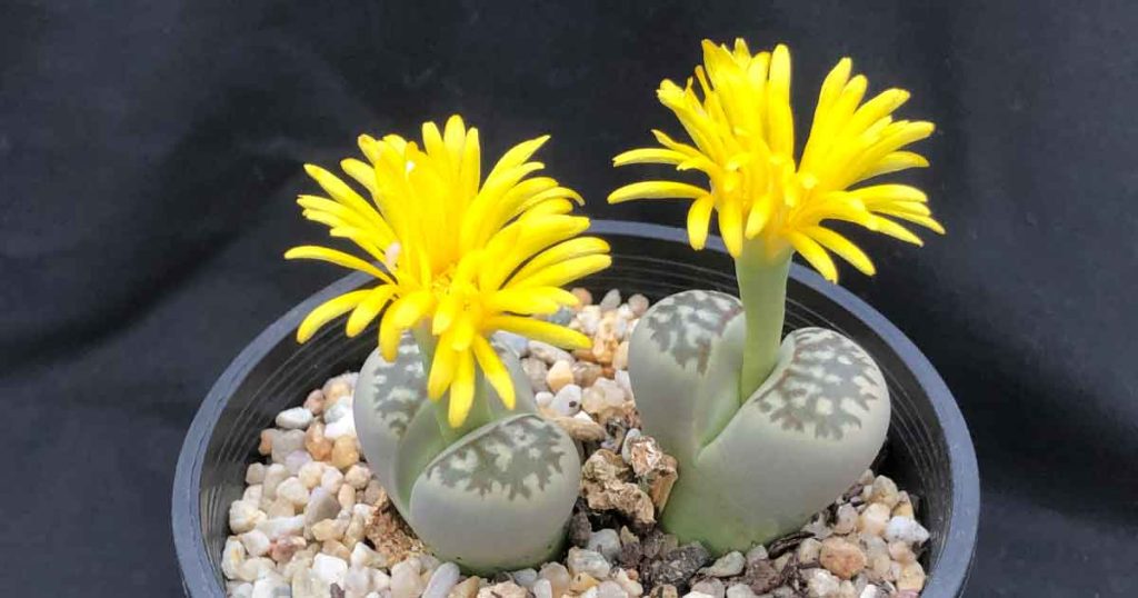 Lithops in flower