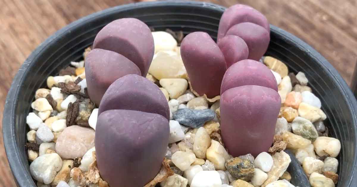 Lithops optica 'Rubra'