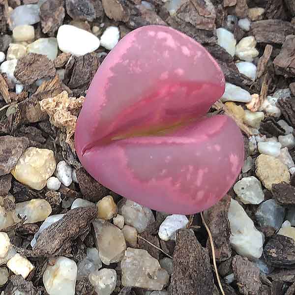 Lithops optica 'Rubra'