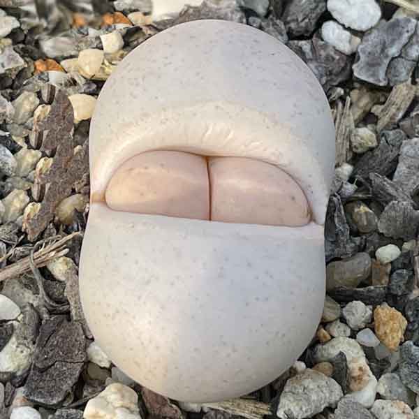 Lithops ruschiorum subsp. nelii