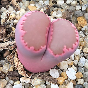 Lithops 'Satos Violet' - L. salicola X L. optica 'Rubra'