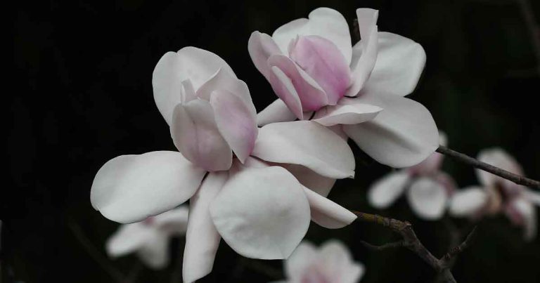 Magnolia Campbellii Charles Raffill